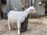 Ziegenbock, Saanen goat — Foto 3