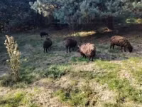 Oveja, Ouessant sheep — foto 8