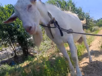 Cabra, Saanen goat — foto 3