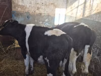 सांड, Russian Black pied cattle — फ़ोटो 5