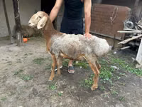 Кочкор, Рён кочкору — сүрөт 1