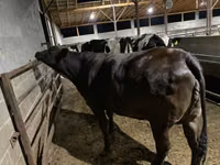 Kuh, Brahman — Foto 8