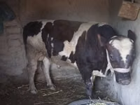 公牛, Russian Black pied cattle — 照片 2