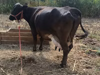 Vaca, Ganado vacuno — foto 3