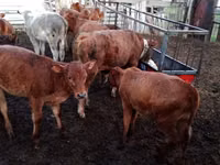 بقرة, Simmental cattle — الصورة 6