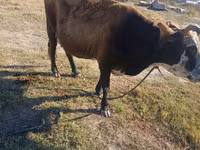 أبقار (دفعة، الجنس غير محدد), Simmental cattle — الصورة 3