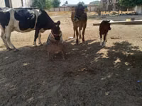 गाय, Russian Black pied cattle — फ़ोटो 3