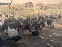 Turkeys — photo 4