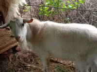 Cabro, Saanen goat — foto 4