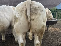 Bull, Charolais cattle — photo 2