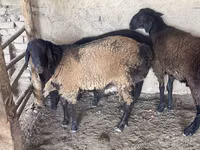 Widder, Rhon sheep — Foto 4