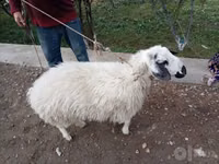 Sheep, Sheep — photo 2