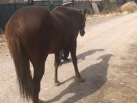 Caballo, Caballos — foto 7