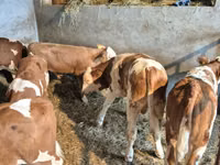 牛只（批次，未指定性别）, Cattle — 照片 2