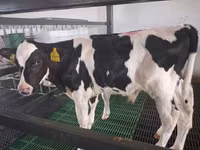 Toro, Simmental cattle — foto 6