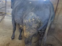 Bulle, Russian Black pied cattle — Foto 6