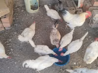 Chickens — Foto 4
