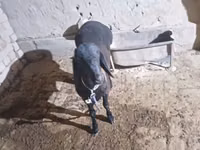 Cabro, Cabras — foto 6