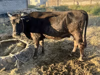 母牛, Cattle — 照片 4