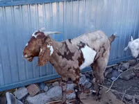 母山羊, Beetal goats — 照片 1