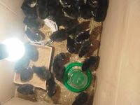 Chickens — 2-сурет