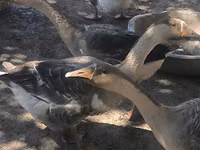 Geese — Foto 2