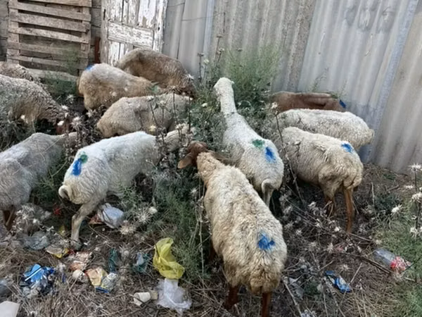 Кочкор, Койлор