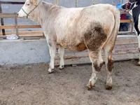 Kuh, Simmental cattle — Foto 2
