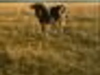 Toro, Raza Holstein — foto 5