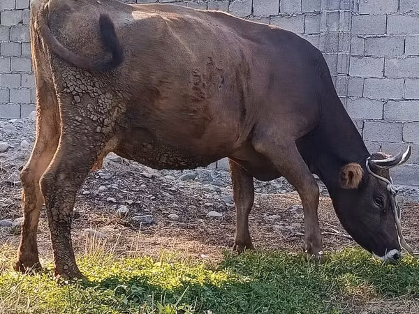 母牛, Swiss cattle — 吉尔吉斯斯坦