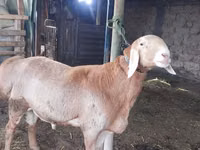 Ram, Arashan sheep — photo 1