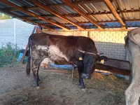 母牛, Russian Black pied cattle — 照片 1