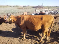 母牛, Simmental cattle — 照片 1