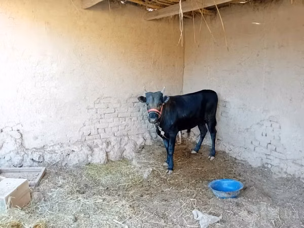 गाय, मवेशी — उज़्बेकिस्तान