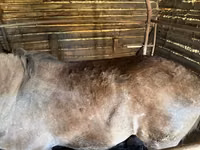 Caballos (lote, sexo no especificado), Caballos — foto 5