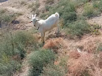 Cabro, Saanen goat — foto 5