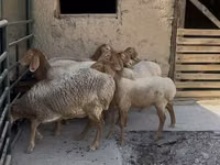Қой, Arashan sheep — 3-сурет