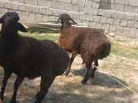 Schafe (Partie, Geschlecht nicht angegeben), Jaidara sheep — Foto 3