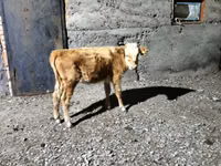 गाय, Latvian Blue cattle — फ़ोटो 2
