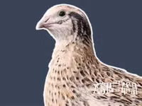 Turkeys — الصورة 1