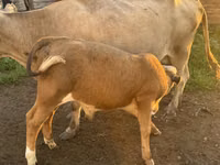 ثور, Simmental cattle — الصورة 2
