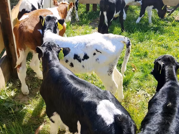Rinder (Partie, Geschlecht nicht angegeben), Russian Black pied cattle