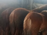 Hengst, Kazakh horse — Foto 1