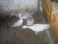 Ducks — 照片 3