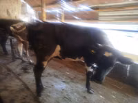 母牛, Cattle — 照片 4