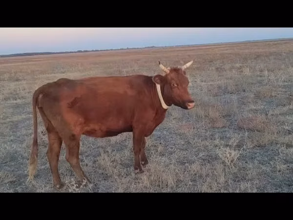 母牛, Latvian Blue cattle — 哈萨克斯坦
