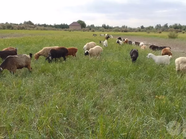 Ziege, Ziegen — Usbekistan