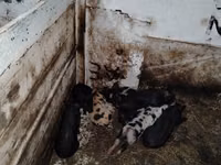 Säue, Schweine — Foto 5