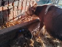 Bulle, Simmental cattle — Foto 7