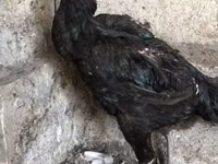 Ayam Cemani — Foto 1